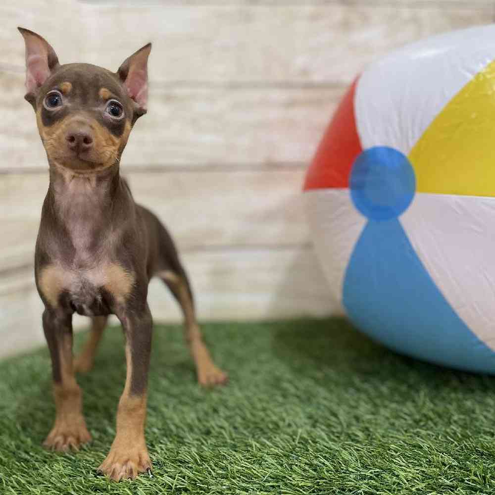 Male Miniature Pinscher Puppy for Sale in Braintree, MA