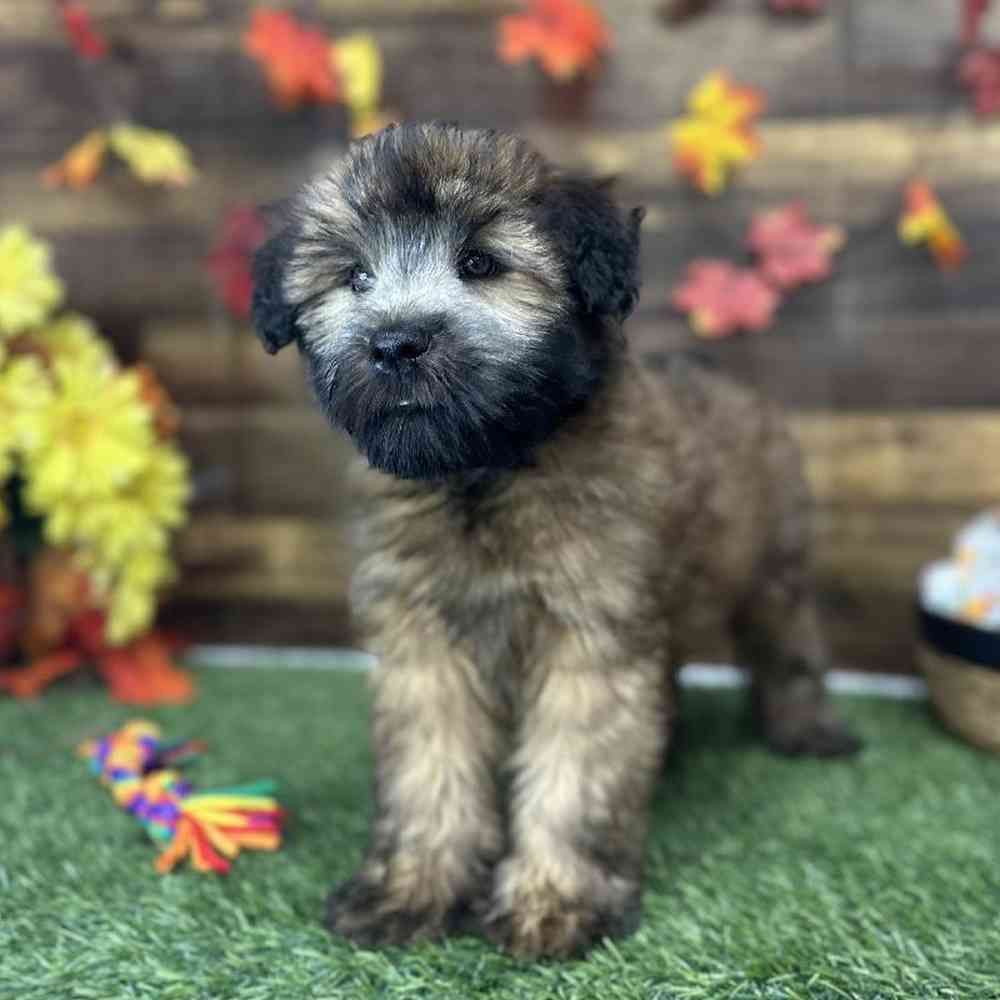 Male Soft Coated Wheaten Terrier Puppy for Sale in Saugus, MA