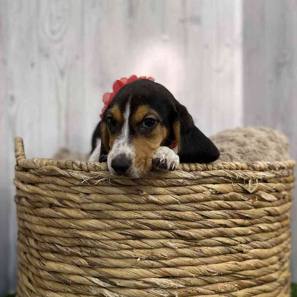 Female Beagle Puppy for sale