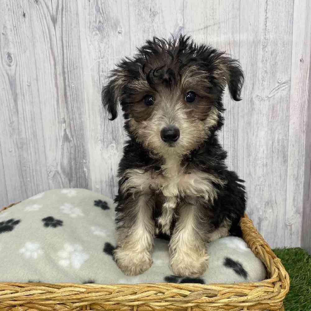 Male Schnoodle Puppy for Sale in Saugus, MA