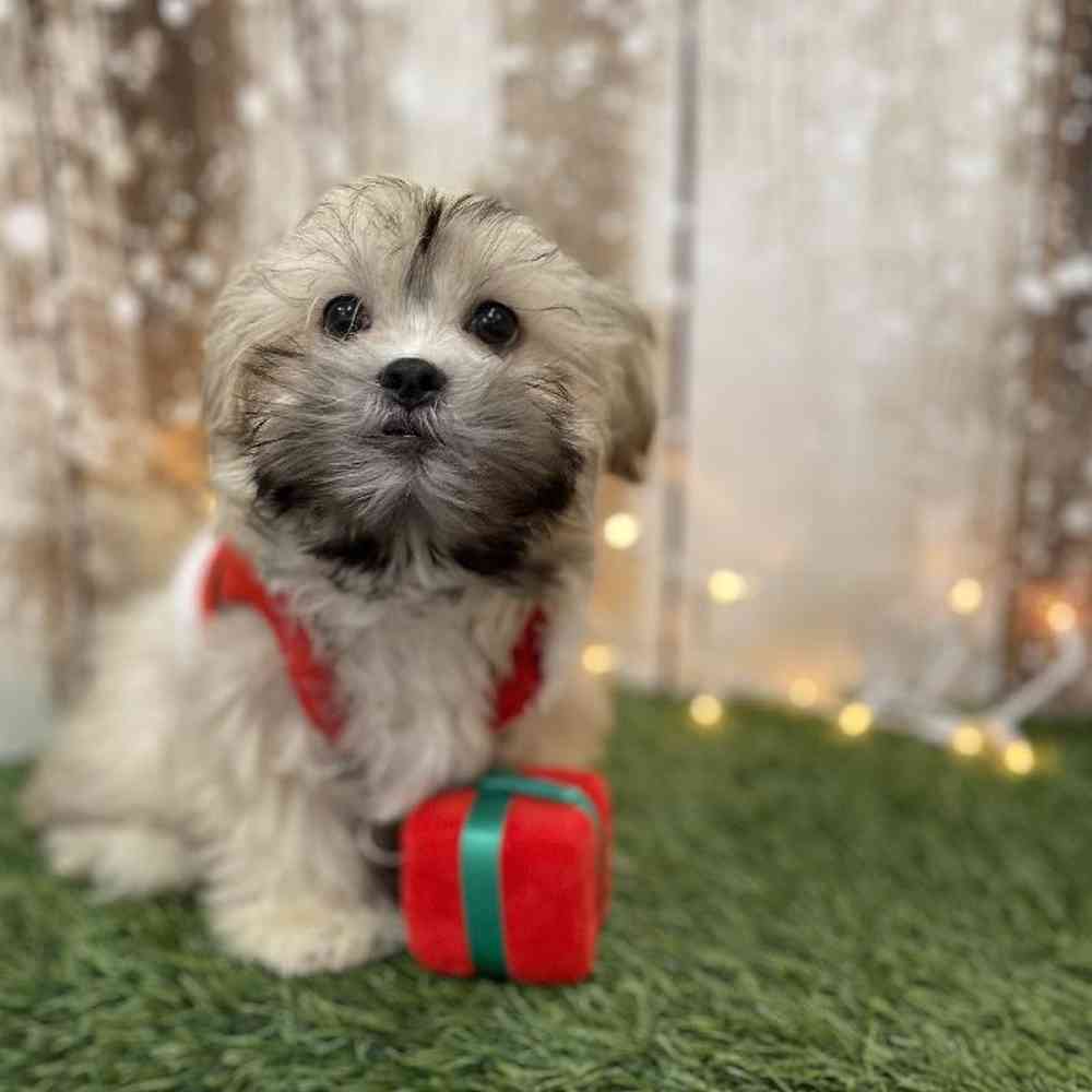 Male Malshi Puppy for Sale in Braintree, MA