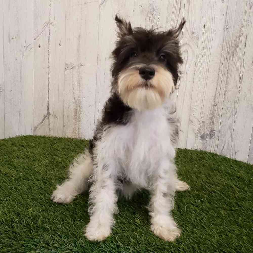 Male Miniature Schnauzer Puppy for sale