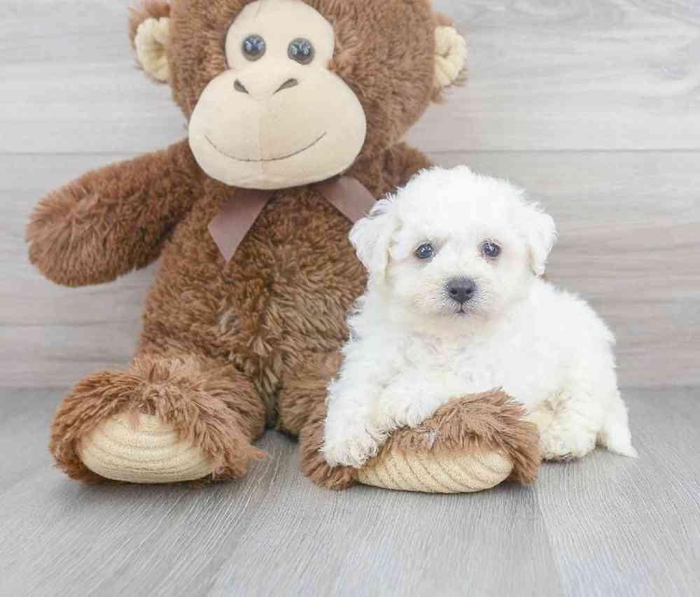 bichon-frise-abe-5191797945613240.jpg