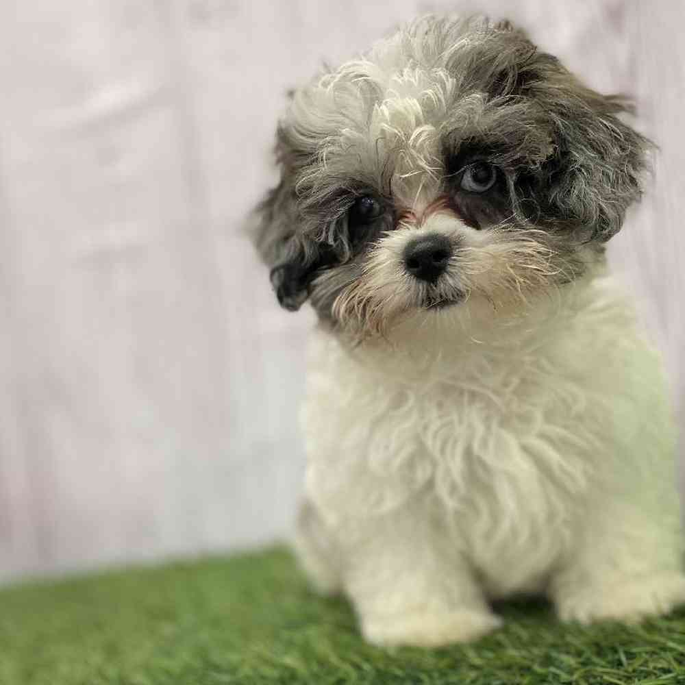 Female Shih-Poo Puppy for Sale in Braintree, MA