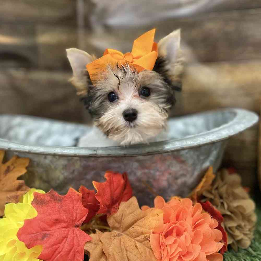 Female Yorkshire Terrier Puppy for Sale in Braintree, MA