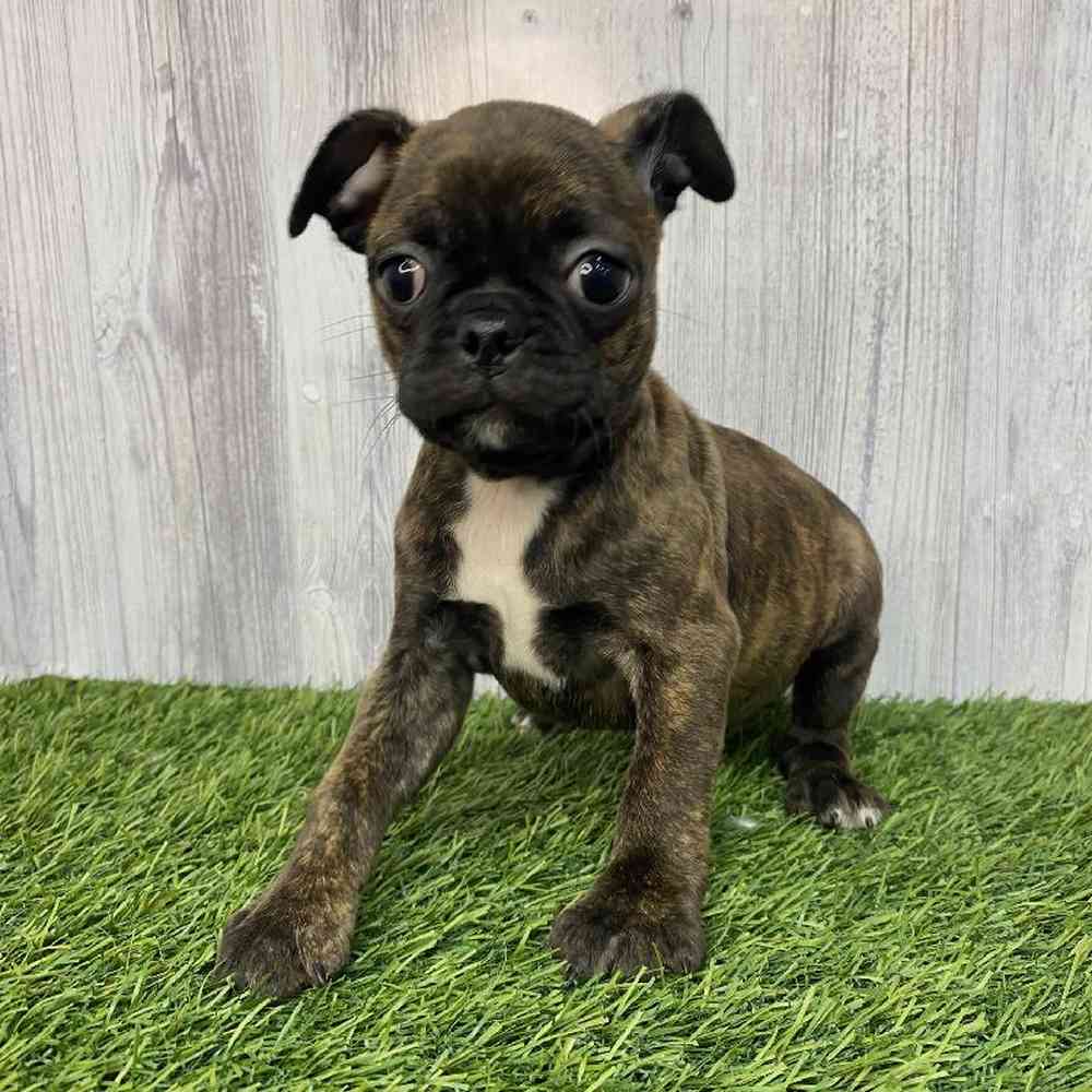 Female Bugg Puppy for Sale in Saugus, MA