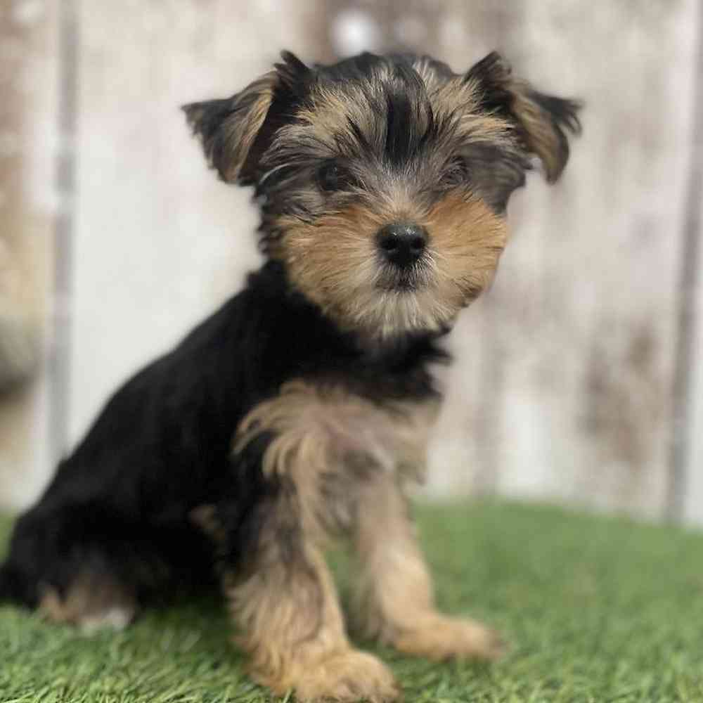 Female Yorkshire Terrier Puppy for Sale in Braintree, MA