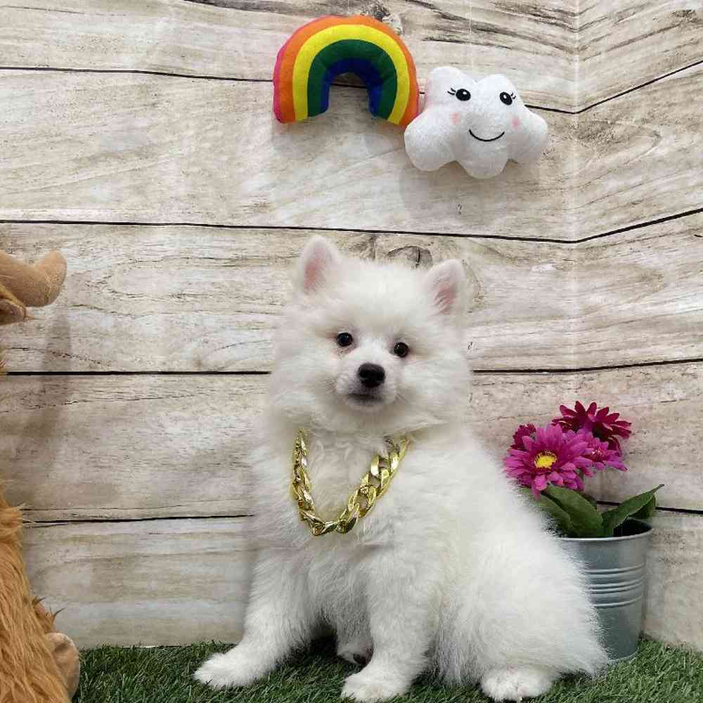 Male American Eskimo Puppy for Sale in Braintree, MA
