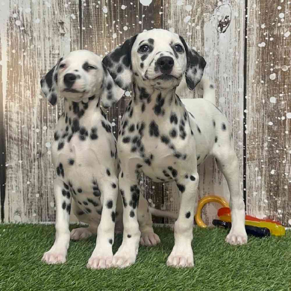 Female Dalmatian Puppy for Sale in Saugus, MA