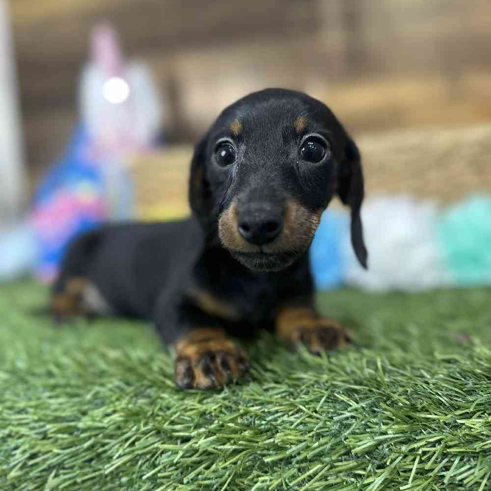 Female Dachshund Puppy for Sale in Saugus, MA