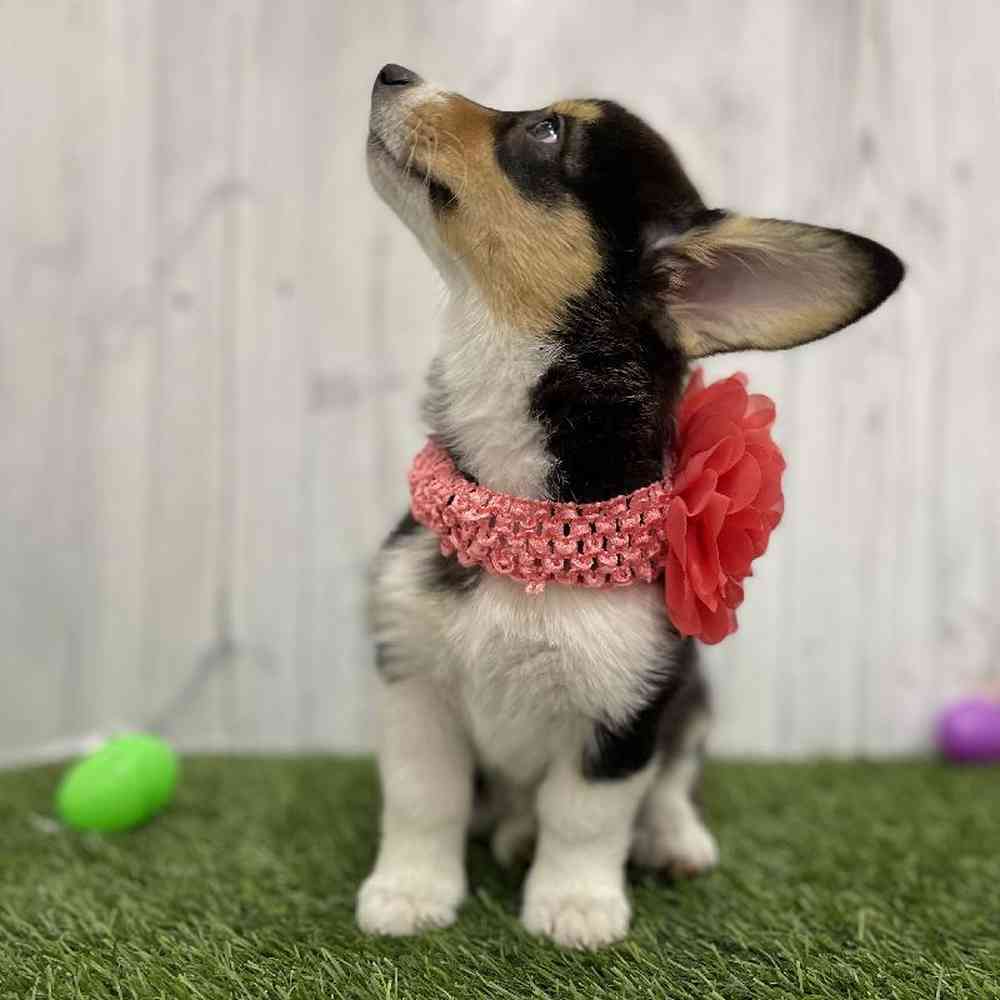 Female Pembroke Welsh Corgi Puppy for Sale in Braintree, MA