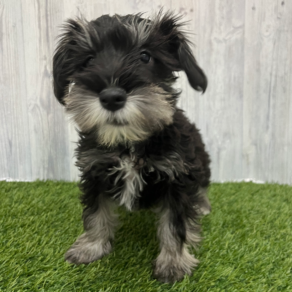Male Miniature Schnauzer Puppy for Sale in Braintree, MA