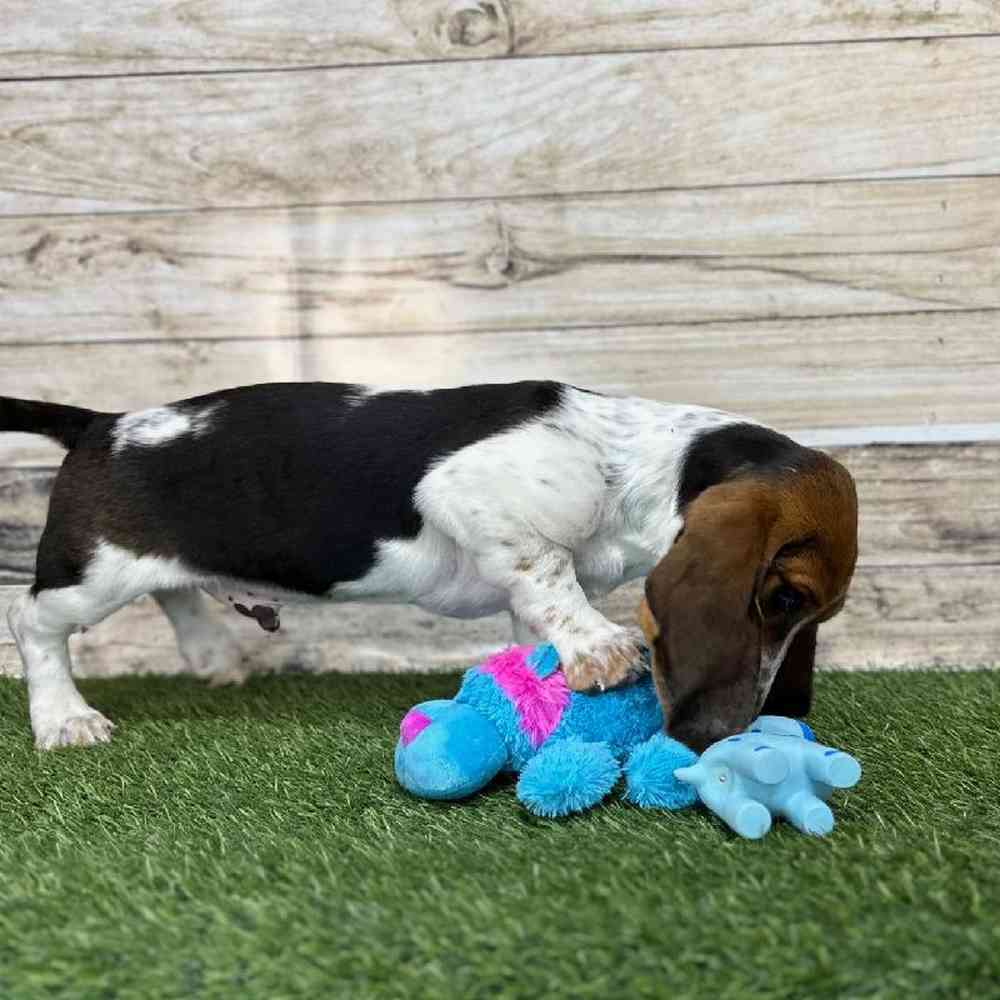 Male Basset Hound Puppy for Sale in Saugus, MA