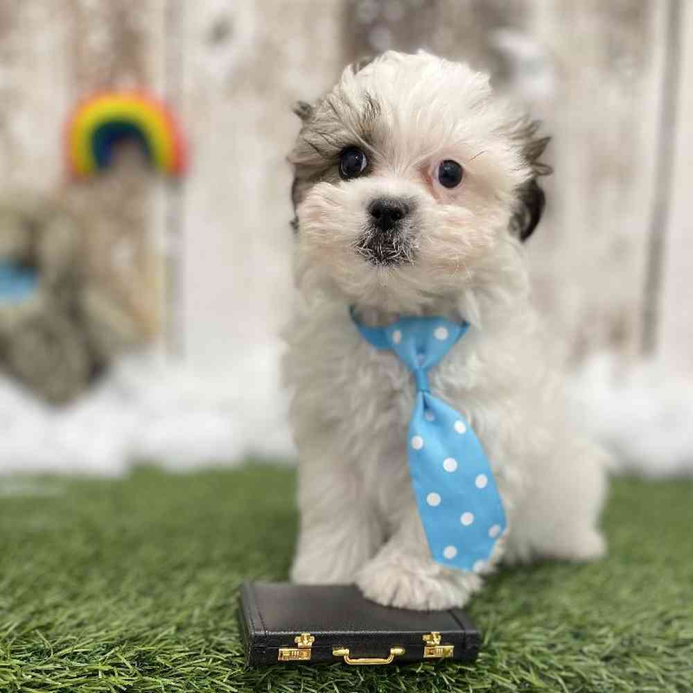Male Shih-Poo Puppy for Sale in Braintree, MA