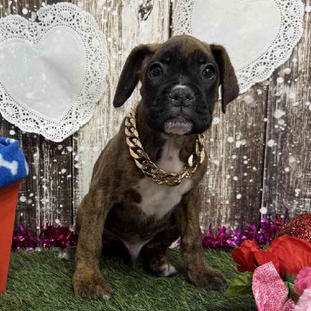 Male Boxer Puppy for Sale in Saugus, MA