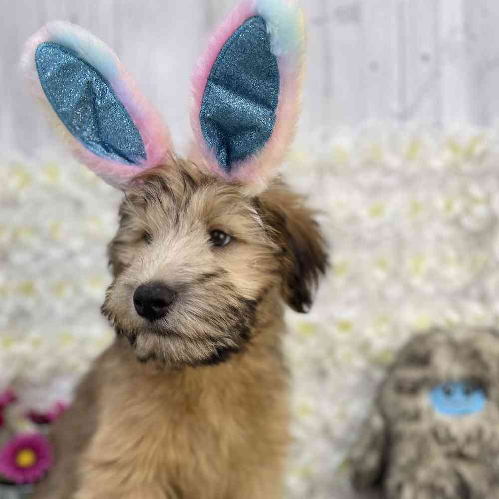 Male Soft Coated Wheaten Terrier Puppy for Sale in Braintree, MA