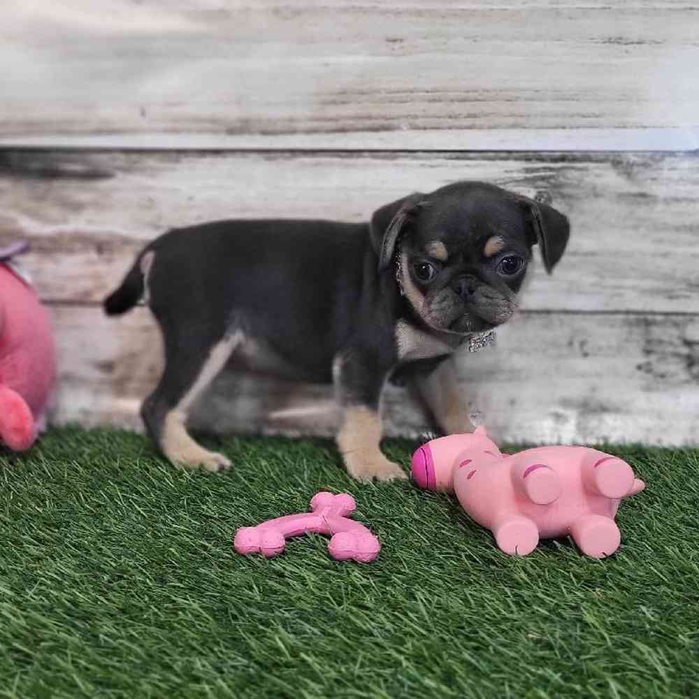 Female Pug Puppy for Sale in Saugus, MA