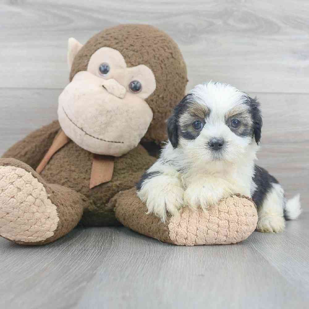shorkie-cancun-5191805071236930.jpg