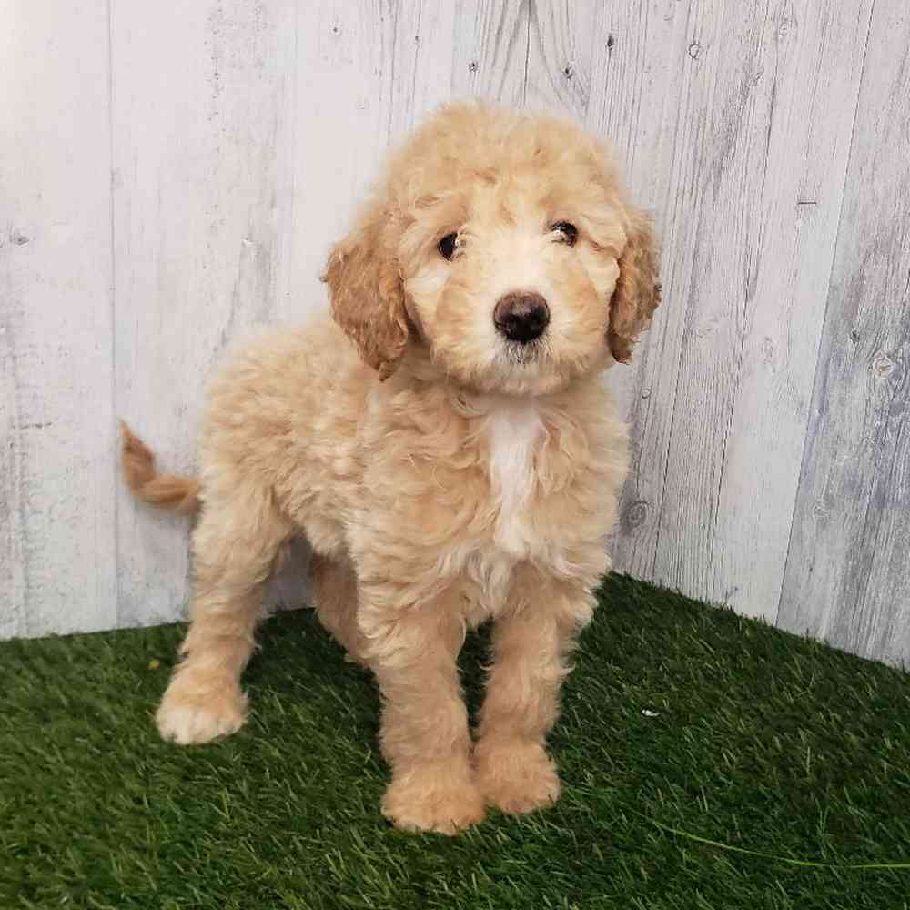 Female Mini Goldendoodle 2nd Gen Puppy for sale