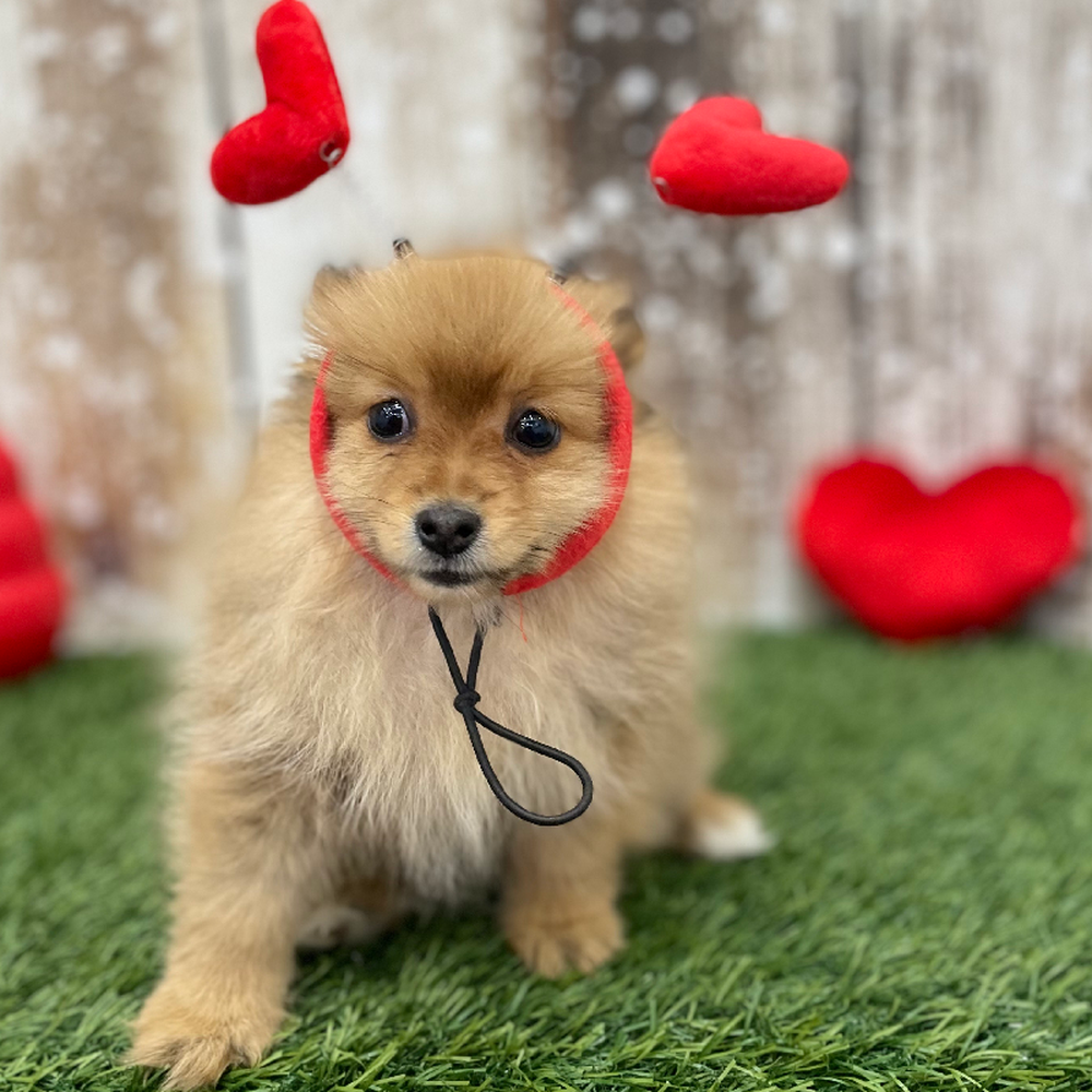Female Pomeranian Puppy for Sale in Braintree, MA