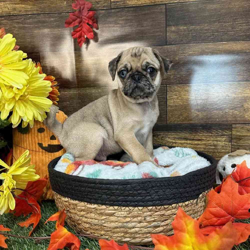 Male Pug Puppy for Sale in Saugus, MA