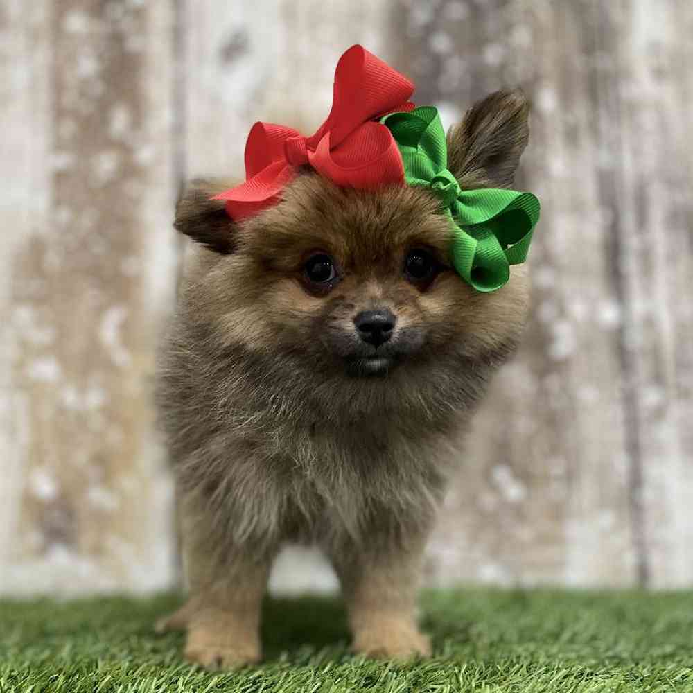 Female Pomeranian Puppy for Sale in Braintree, MA