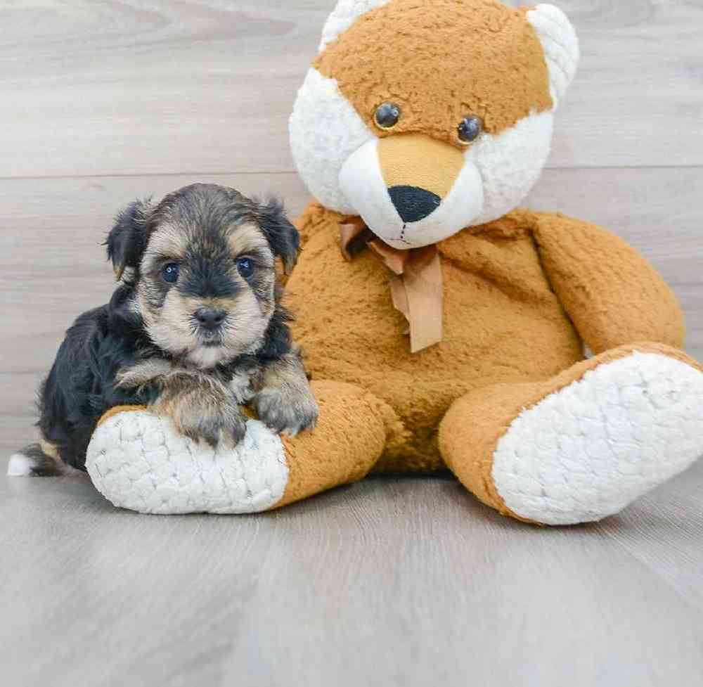 morkie-zeppelin-5688124367066141.jpg