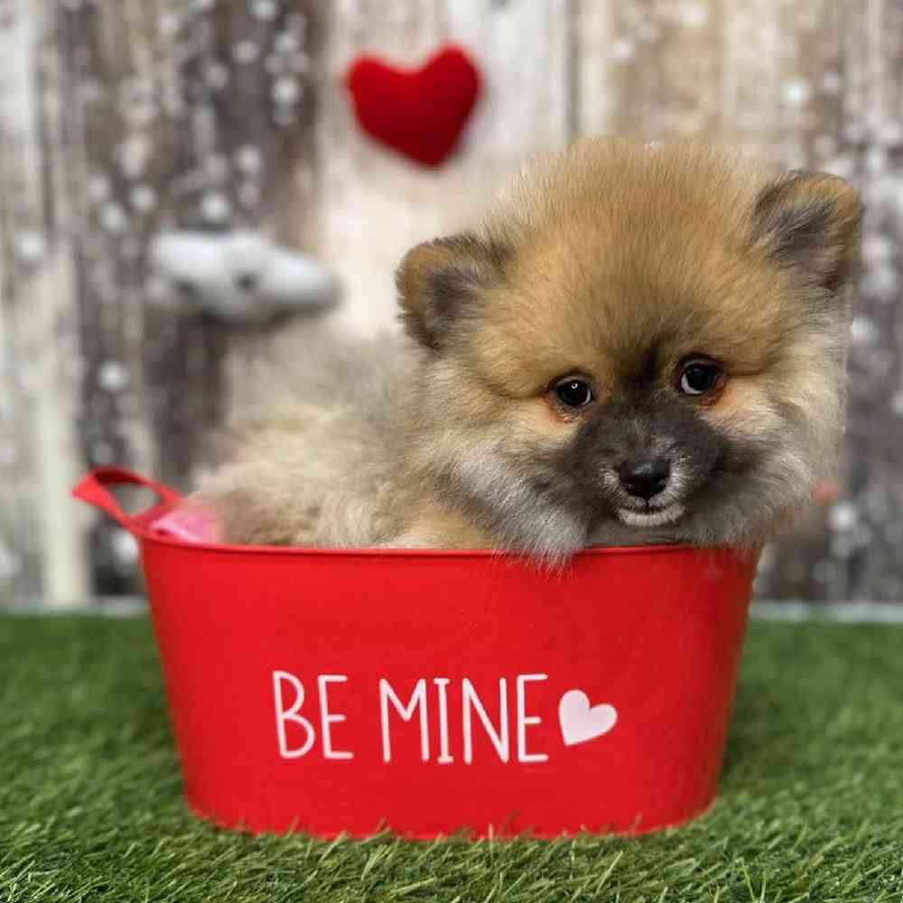 Male Pomeranian Puppy for Sale in Saugus, MA