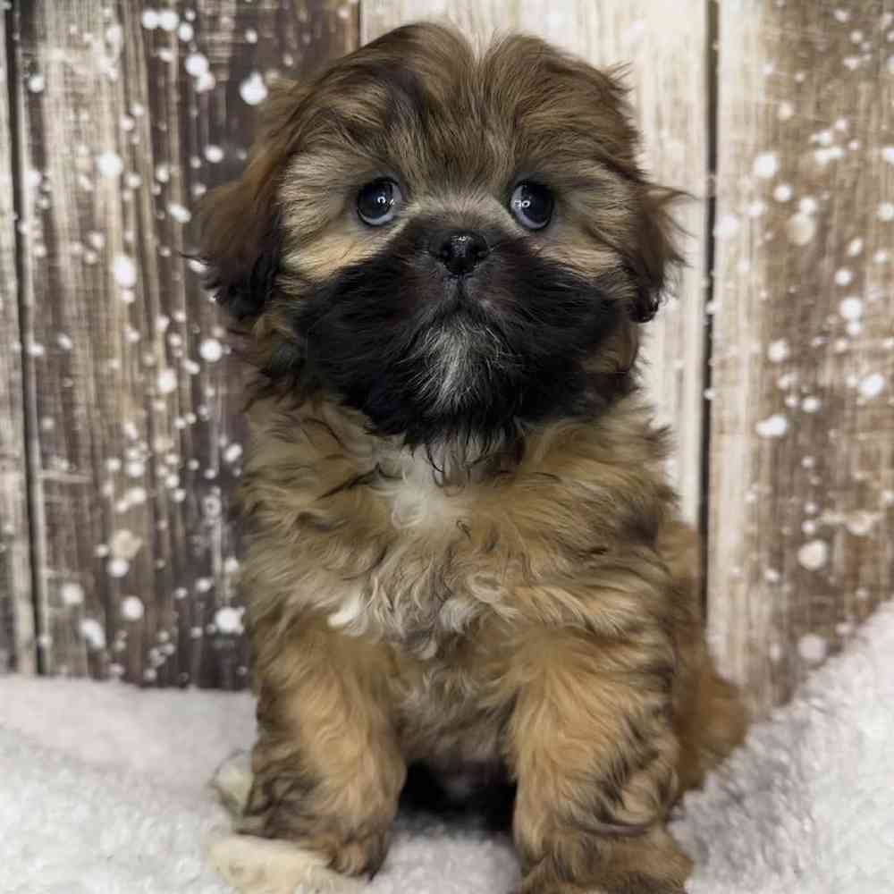 Female Lhasa Apso Puppy for Sale in Saugus, MA