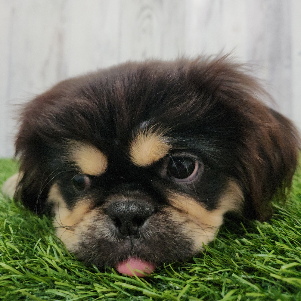 Male Pekingese Puppy for Sale in Braintree, MA