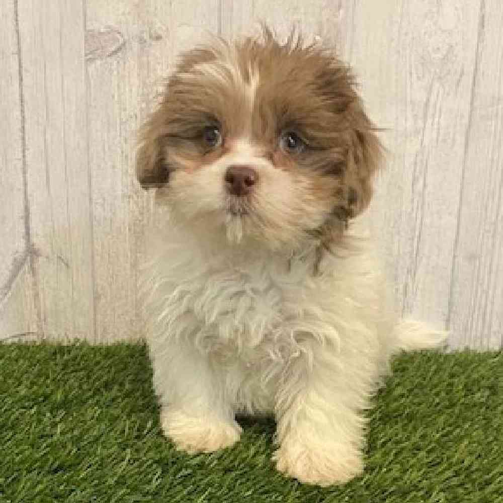 Female Shih-Poo Puppy for sale