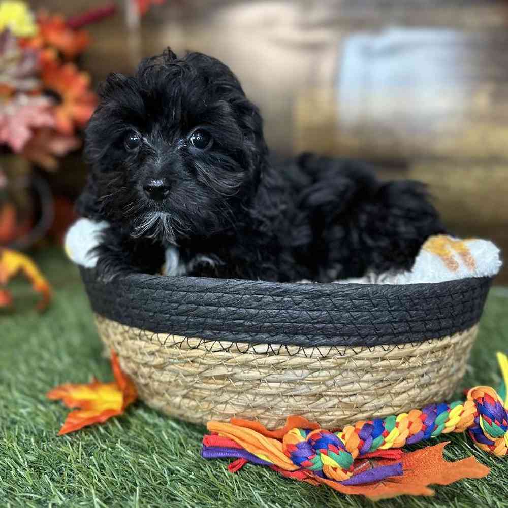 Male Malti-Poo Puppy for Sale in Saugus, MA