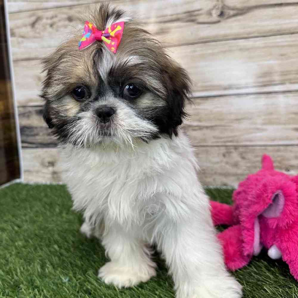 Female Shih Tzu Puppy for Sale in Saugus, MA