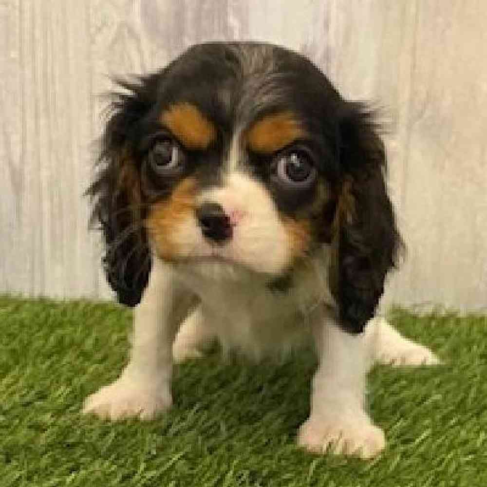 Female Cavalier King Charles Spaniel Puppy for sale