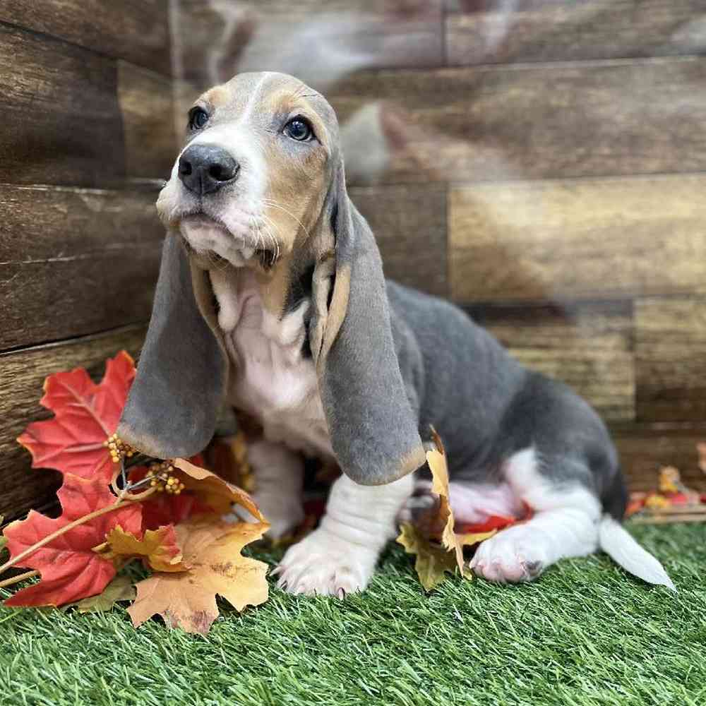 Male Basset Hound Puppy for Sale in Braintree, MA