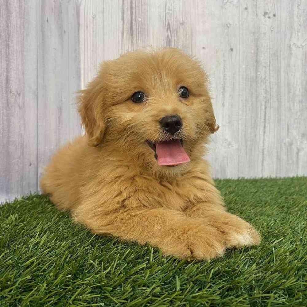 Female Mini Goldendoodle Puppy for Sale in Saugus, MA