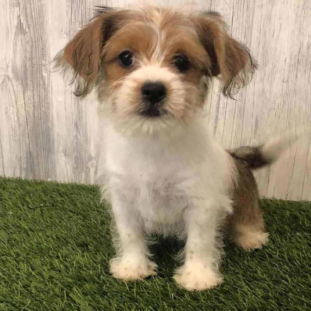 Female Shorkie Puppy for sale