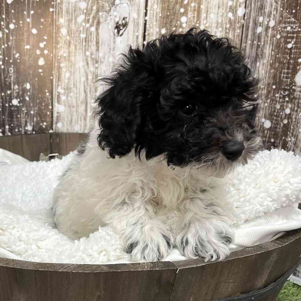 Female Cavachon Puppy for Sale in Saugus, MA