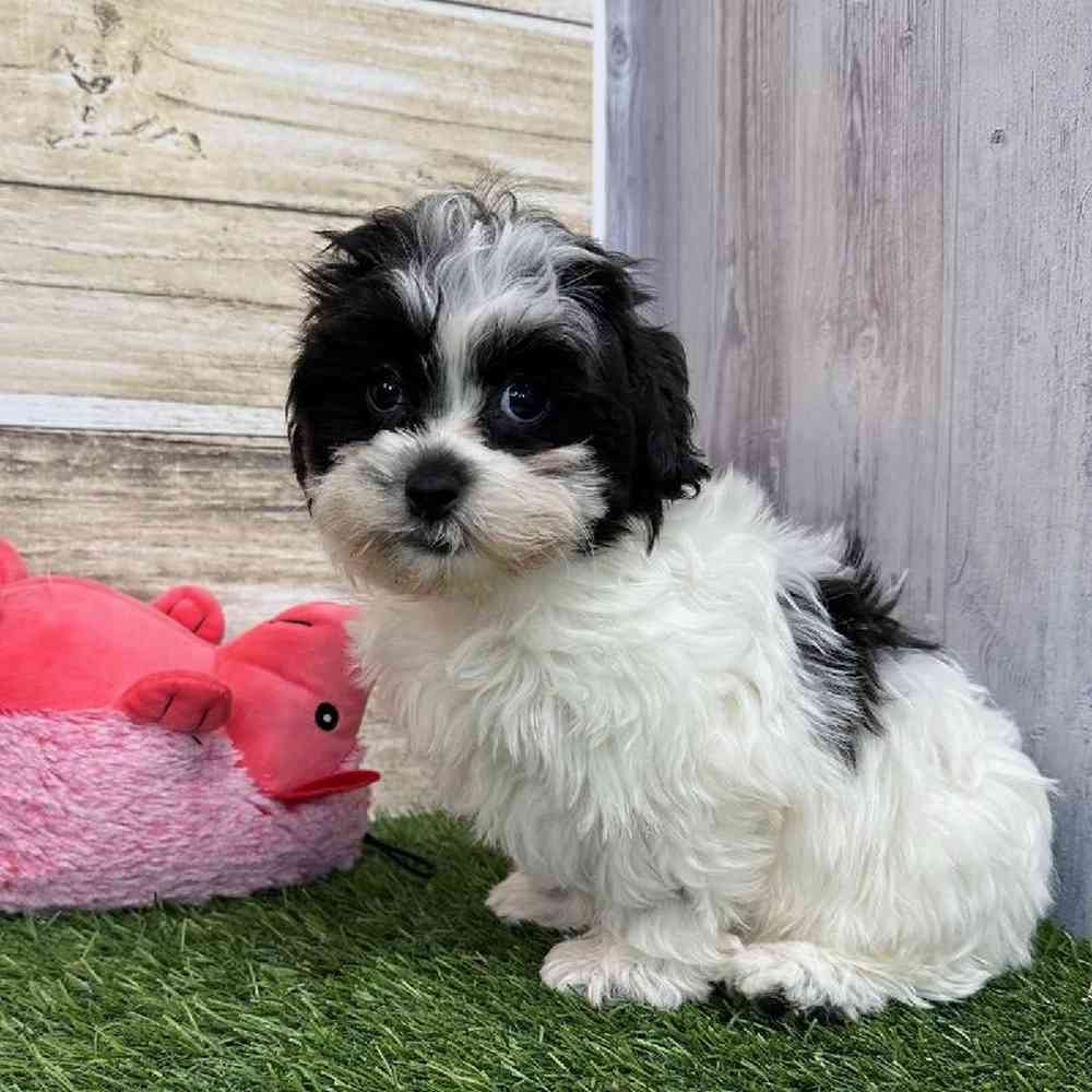 Female Shih-Poo Puppy for Sale in Saugus, MA