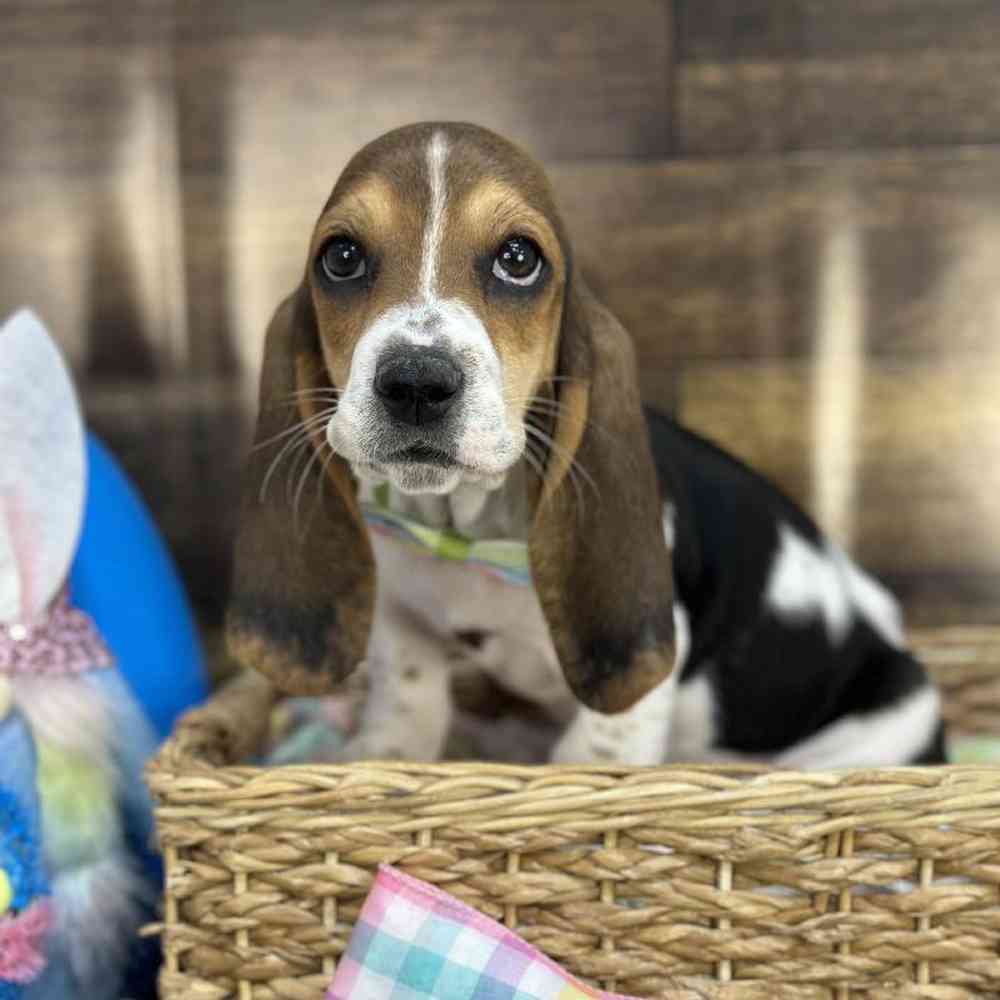 Male Basset Hound Puppy for Sale in Saugus, MA