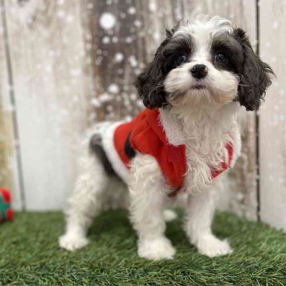 Male Cavapoo Puppy for Sale in Braintree, MA
