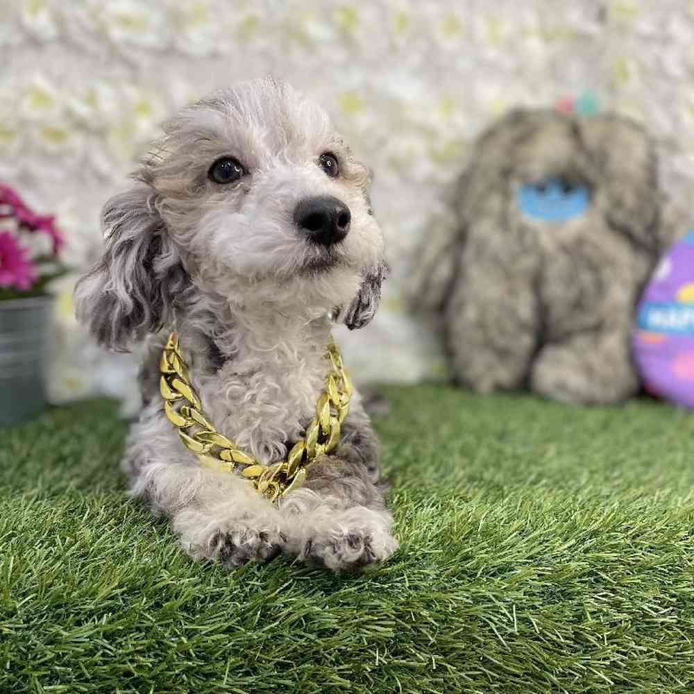 Male Poodle Toy Puppy for Sale in Braintree, MA