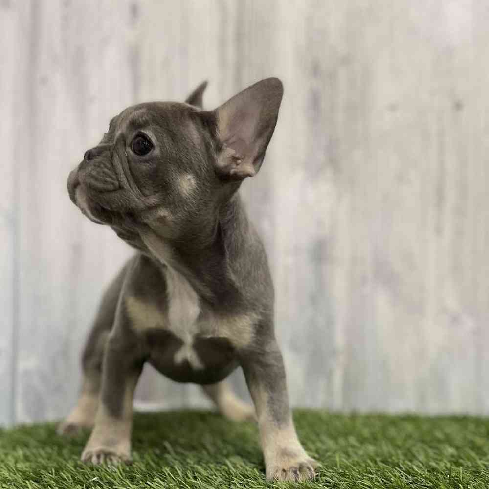 Female French Bulldog Puppy for Sale in Braintree, MA
