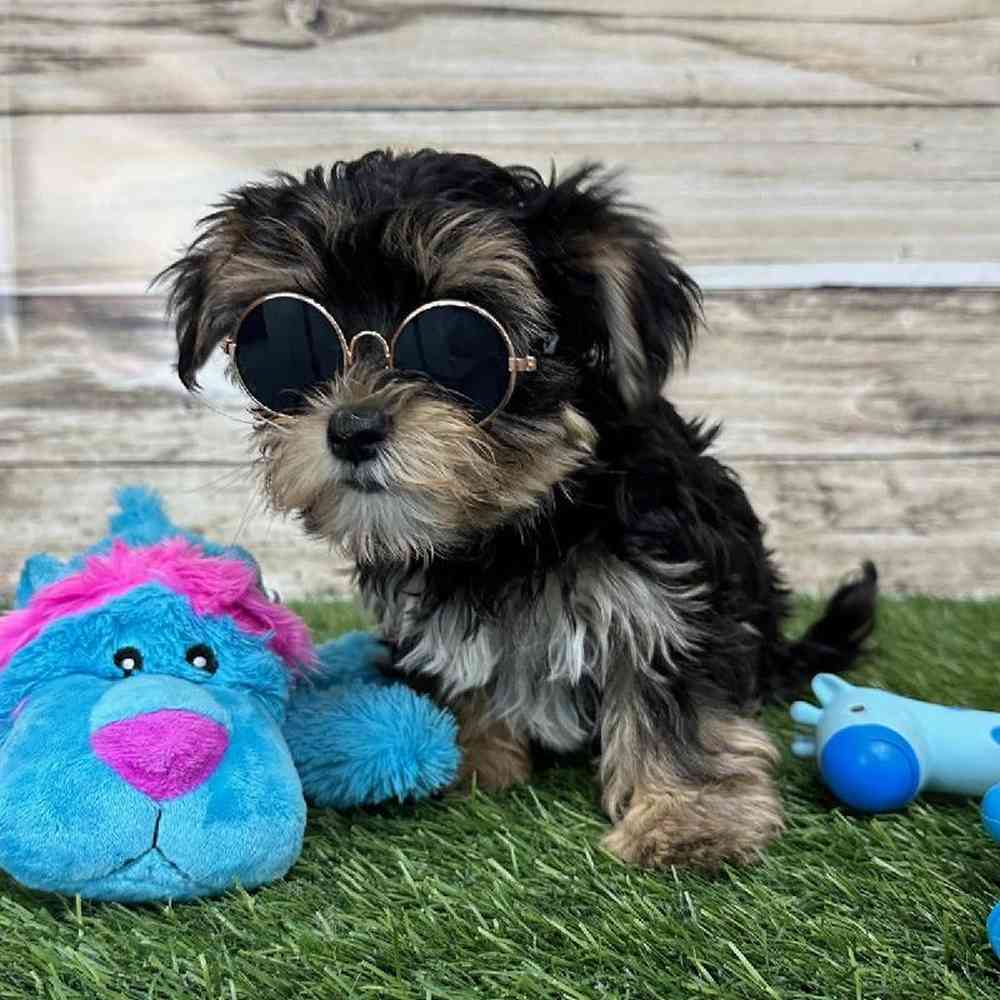 Male Morkie Puppy for Sale in Saugus, MA