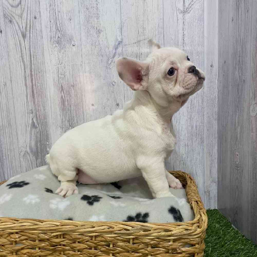 Male French Bulldog Puppy for Sale in Saugus, MA
