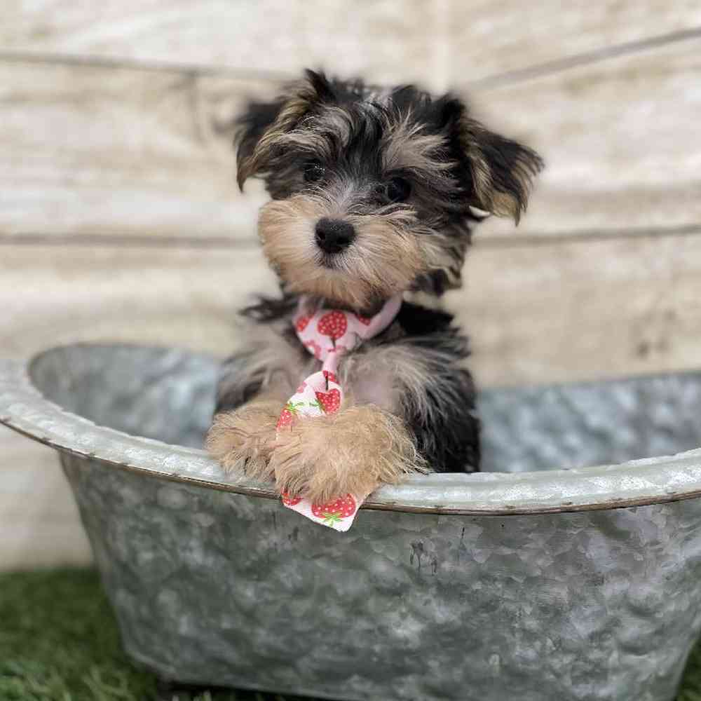 Male Morkie Puppy for Sale in Braintree, MA