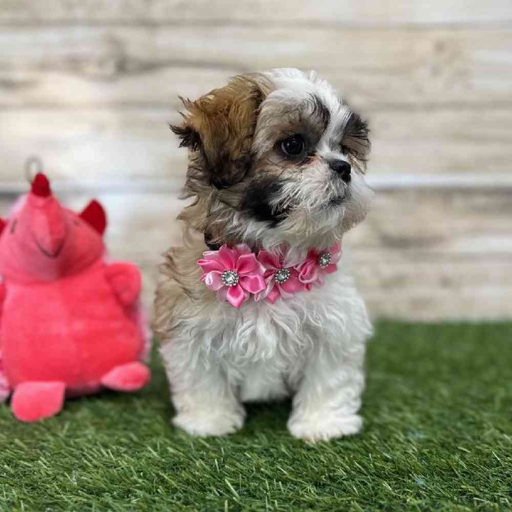 Female Teddy Bear (Zuchon) 2nd Gen Puppy for Sale in Saugus, MA