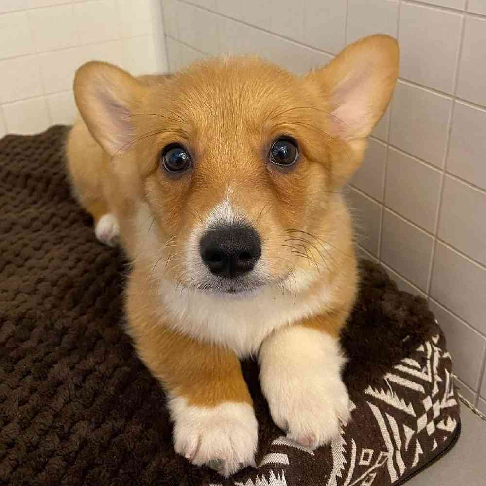 Female Pembroke Welsh Corgi Puppy for sale