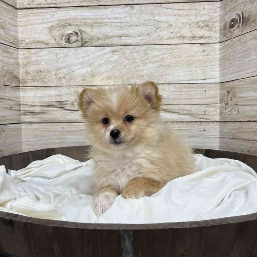 Female Pomeranian Puppy for Sale in Saugus, MA
