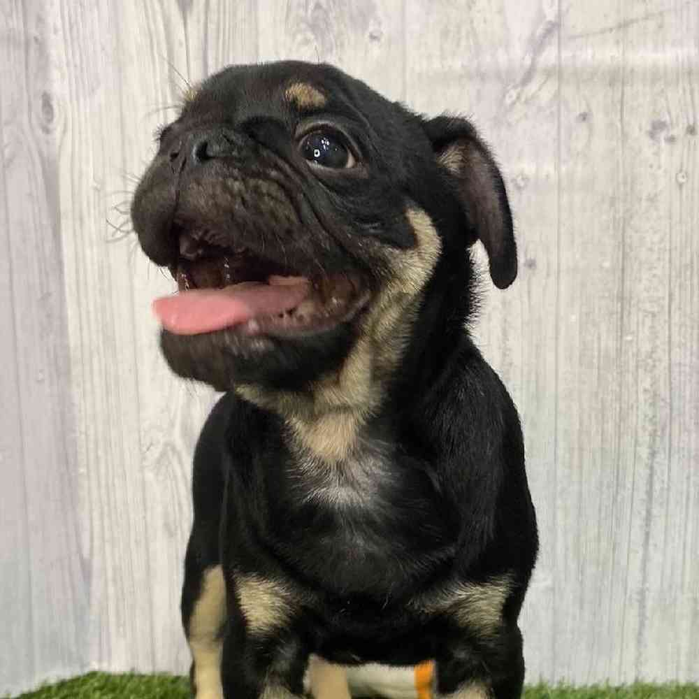 Male Pug Puppy for Sale in Saugus, MA